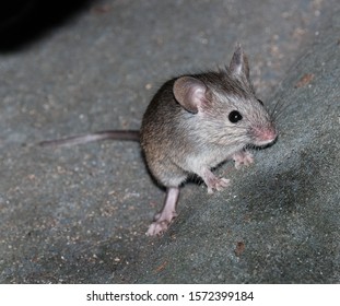 Mice Feeding In Urban House Garden.