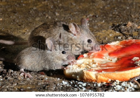Mice feeding in urban house garden.