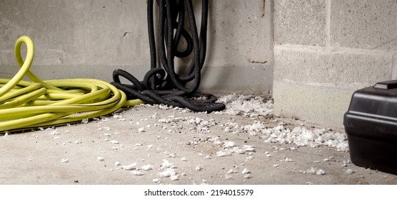 Mice Infestation In Service Room Of Strata Building. Room Corner With Many Rodent Droppings, White Insulation Pieces From The Ceiling And Rodent Bait Trap. Pest Control Management. Selective Focus.