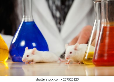 Mice On A Lab Table Surrounded By Chemical Glassware