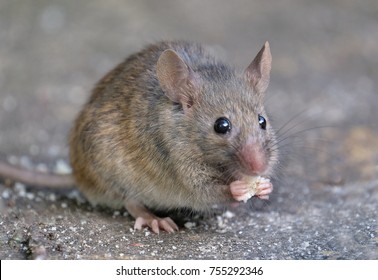 Mice In Urban House Garden Feeding.