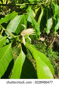 Michelia Alba, White Flowers, Slender Petals, Fragrant, Popularly Brought Flowers To Offer To Monks. Medicinal Properties. Flowers To Cure Fainting, Fever, Nourish The Heart, Drive Bile, Nourish Blood