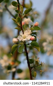 Michigan Apple Blossom