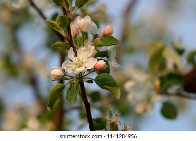 Michigan Apple Blossom