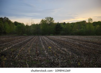 A Michigan Corn Field Left Fallow For The Season For Crop Rotation And Soil Improvement. Vertical Rows Of Short Brown Stalk Remains Lead Inward. Tree Line And Pale Blue And Yellow Sky In Distance.