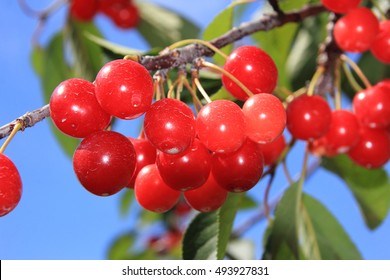 Michigan Tart Cherries