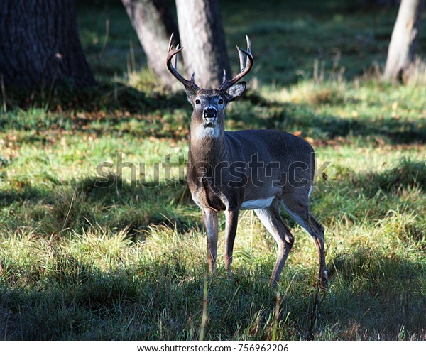 Michigan Whitetail Buck During Early Rut Stock Photo 756962206 ...