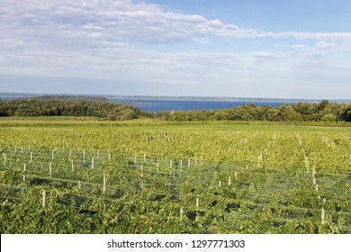 Michigan Wine Country. Vineyard On The Old Mission Peninsula In Traverse City Along The Coast Of Lake Michigan.