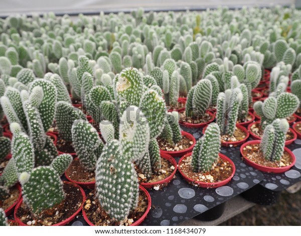 Mickey Cactus Mickey Mouse Cactus Farm Stock Photo Edit Now