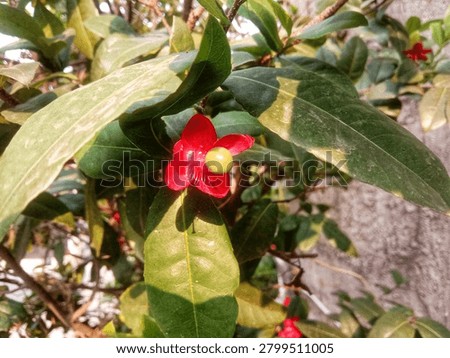 Mickey mouse flower uniquely red