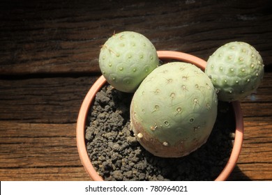Tephrocactus geometricus Images, Stock Photos & Vectors | Shutterstock