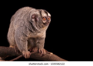 Marikiná, Jujuná, Mico Nocturno, Marteja (Aotus Lemurinus)