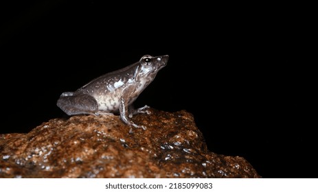 Micrixalus Adonis, Dancing Frog Critically Endangered Frog. Munnar, Kerala, Western Ghats.