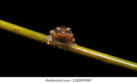 Micrixalus Adonis, Dancing Frog Critically Endangered Frog. Munnar, Kerala, Western Ghats.