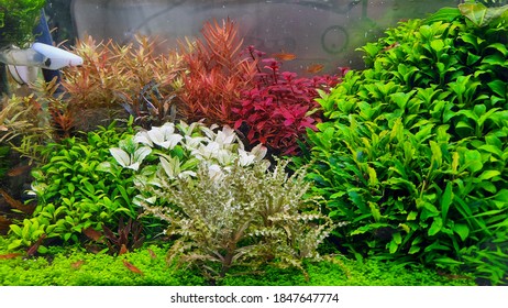 Aquascape Stock Photos Images Photography Shutterstock