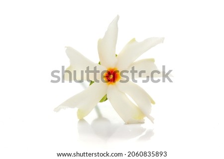 Micro close-up of white orange small night blooming flower Parijat or Harshringar (Nyctanthes arbor-tristis) isolated over white background