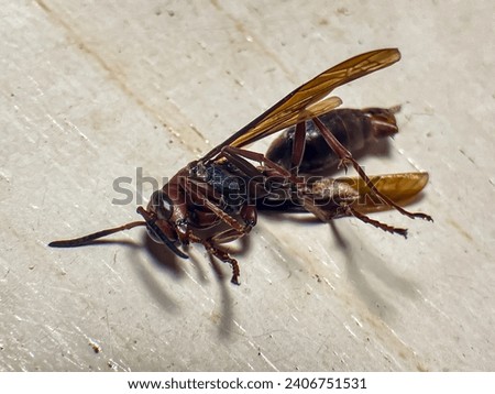 Micro drama: Lifeless wasp on the floor captured in intricate detail. Ideal for projects, presentations, and nature-themed designs.