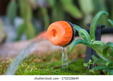 Micro drip irrigation system. Close up of an adjustable drip head in a plant pot. Home gardening