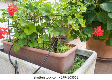 Micro drip irrigation system. Drip irrigation watering emitter in a flowerpot. Home gardening