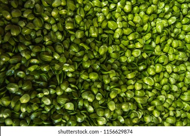 Micro Green Plants On Chinese Market Close Up Texture