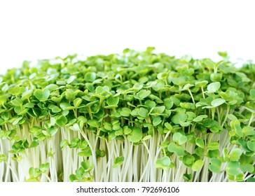 Micro greens arugula sprouts on a white background 