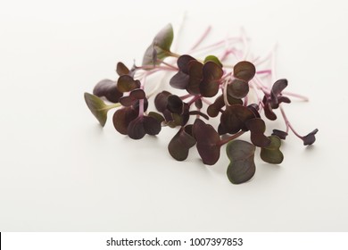 Micro Greens Isolated On White Background, Copy Space. Assortment Of Red Kale Baby Sprouts, Mockup For Healthy Eating And Organic Restaurant Cooking Advertisement