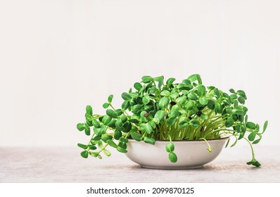 Micro greens superfood. Green sunflower sprouts close up in a bowl. Germination sprouting and healthy eating and living. Gardening at home kitchen concept. Microgreens food. Copy space