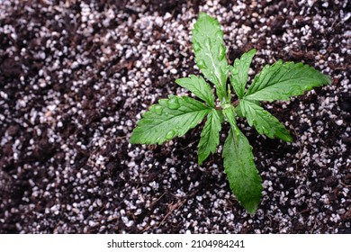 Micro growing of cannabis seedling on black background. Small marijuana plant in a grow box with coconut soil, top view, flat lay.