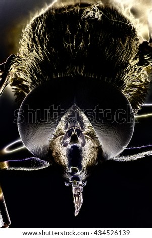 Similar – Bee in the spotlight