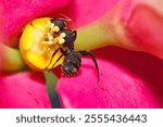 Micro photography of black ant on desert rose flower and pollen, Mahe Seychelles