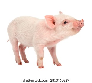 Micro Pig Single Micro Pig Standing In A Cute Isolated On White Background