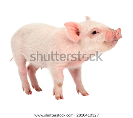 Micro Pig Single Micro Pig Standing In A Cute Isolated On White Background