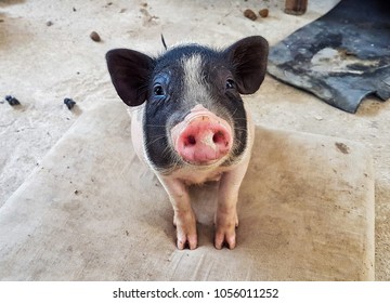 Micro Pig Sitting And Looking