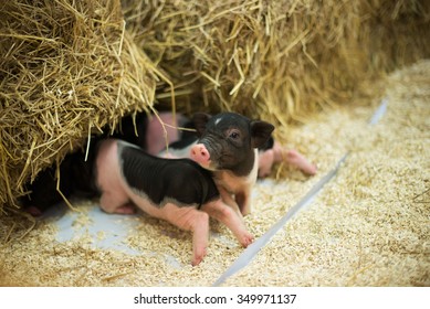 1,005 Micro Pig Images, Stock Photos & Vectors | Shutterstock