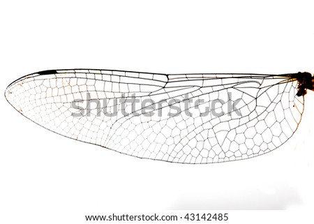 A micro stock photograph of a dragonfly wing.