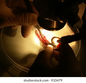 Micro Surgery Under Microscope