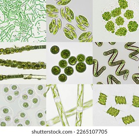 Microalgae under microscopic view, green algae, cyanobacteria, phytoplankton, diatom, algae mix collage background - Powered by Shutterstock