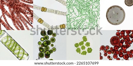 Microalgae under microscopic view, green algae, cyanobacteria, phytoplankton, diatom, algae mix collage background