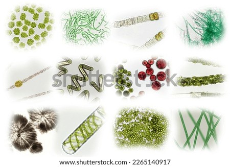 Microalgae under microscopic view, green algae, cyanobacteria, phytoplankton, diatom, algae mix collage background
