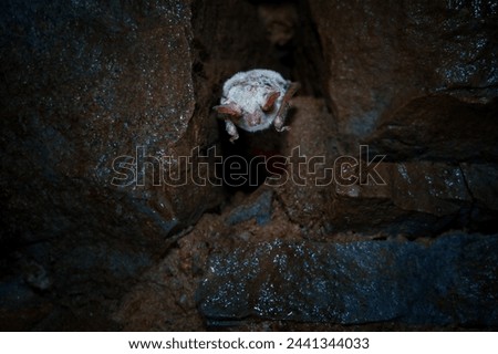 Microbats constitute the suborder Microchiroptera within the order Chiroptera - bats.