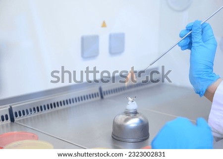 Microbiological inoculation loop being sterilized in flame of alcohol bunsen burner in biological safety cabinet