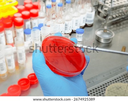 Microbiological inoculation loop being sterilized in flame of alcohol Bunsen burner on a table in Laboratory.