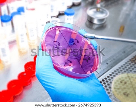 Microbiological inoculation loop being sterilized in flame of alcohol Bunsen burner on a table in Laboratory.