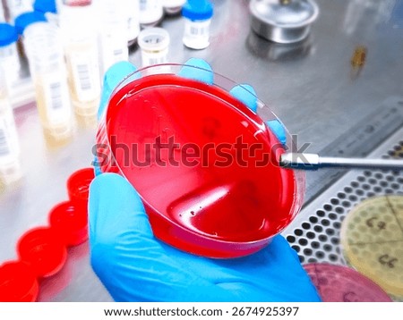 Microbiological inoculation loop being sterilized in flame of alcohol Bunsen burner on a table in Laboratory.