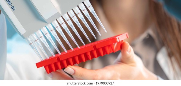 Microbiological laboratory scientist woman with multi channel pipette going DNA test - Powered by Shutterstock