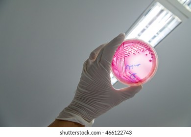 A Microbiologist Holds Up An MacConkey Agar Plate Containing Enterohemorrhagic Escherichia Coli (EHEC), A Foodborne Pathogen That Causes Severe Diarrhea, Against The Light For Identification.