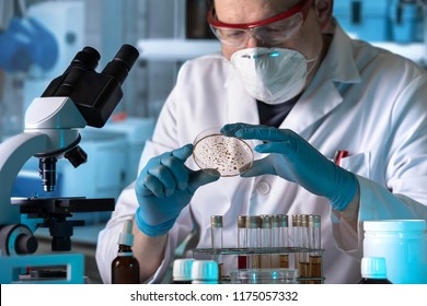 microbiologist planting petri plate in the lab / lab technician working with petri dish for analysis in the microbiology laboratory