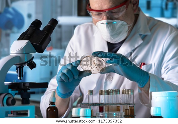 microbiologist planting petri plate in the lab\
/ lab technician working with petri dish for analysis in the\
microbiology\
laboratory
