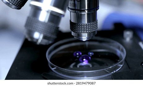 A microbiologist studies bacterial samples under a microscope, identifying various strains and researching their potential impact on human health.
