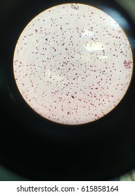 Microbiology Archaea